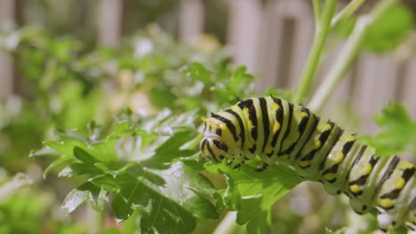 caterpillar eating parsley. close up