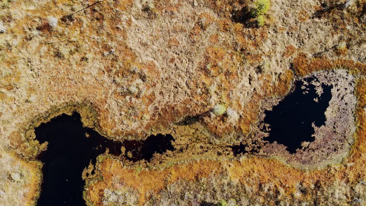 Vista a volo di drone dall'alto mostra canali d'acqua scura che attraversano la torbiera autunnale di Ķemeri
