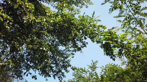 Walking-in-the-spring-forest