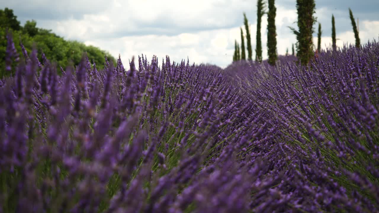 campo de lavanda lleno de abejas voladoras y abejorros