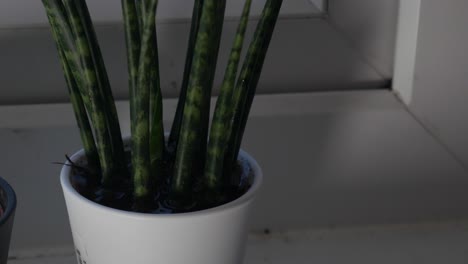 watering a house plant, water slowly soaking in