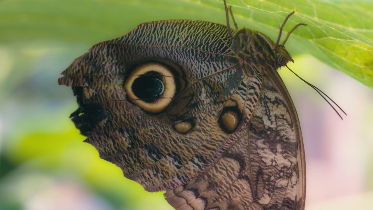 Close up of a giant owl butterfly on a leafy plant.