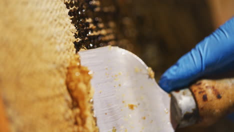 El-Apicultor-Retira-Suavemente-La-Cera-De-Abejas