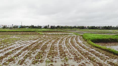 Tiro-De-Foque-En-El-Vasto-Paisaje-De-Campos-De-Cultivo-De-Arroz-En-La-Parte-Rural-De-Hoi-An,-Quang-Nam,-Vietnam