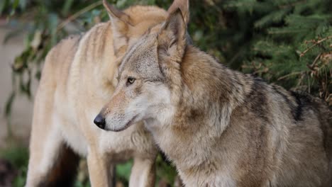 wolf (canis lupus), also known as the gray wolf is the largest extant member of the family canidae. wolves are the largest wild member of the dog family.