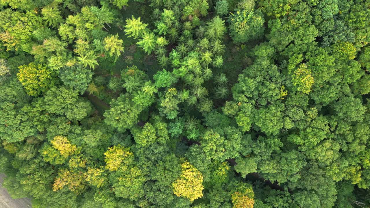 vista aérea del exuberante bosque verde