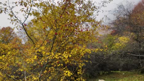 Autumn-Red-Wild-Fruits-On-Colorful-Bushes-Shrubs-with-Yellow-Green-Leave-in-Hazy-Day-with-Heavy-Fog-in-Afternoon-cloudy-sky---Wilderness-Survival-Lifestyle-in-Hyrcanian-UNESCO-Forest-Vaz-Park-Nature