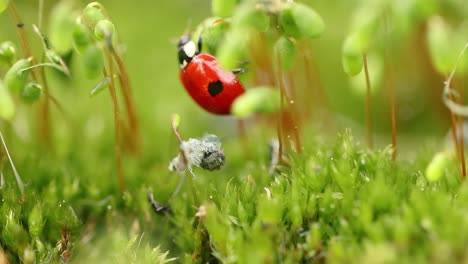 Close-up-wildlife-of-a-ladybug-in-the-green-grass-in-the-forest