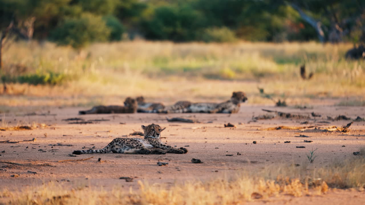 Cheetahs Resting in the Savannah