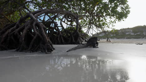 Vista-De-Cerca-De-La-Iguana-Marina-Solitaria-Caminando-En-La-Playa-Junto-A-Las-Raíces-De-Los-árboles-De-Mangle-En-Las-Galápagos