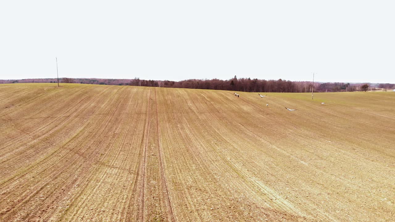 Vögel fliegen tief über die weite Brachfläche im Dorf Buszkowy Górne in Polen