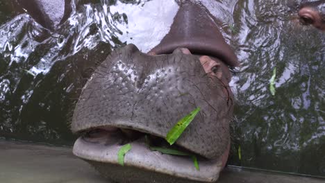 close up video of a hippoes asking for food