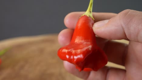sosteniendo un pimiento de sombrerero loco, capsicum baccatum