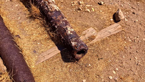 two weathered and rusty cannons lying on the ground outdoors, relics of the past