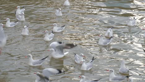 Herde-Schöner-Weißer-Möwen,-Die-Auf-Den-Wellen-Schwimmen---Nahaufnahme