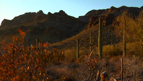 the mexico arizona baja or mojave desert studded with cactus