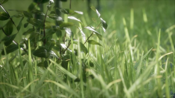 fresh green Grass on the forest