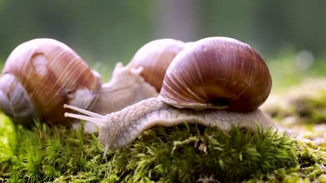 helix pomatia también caracol romano, caracol borgoña