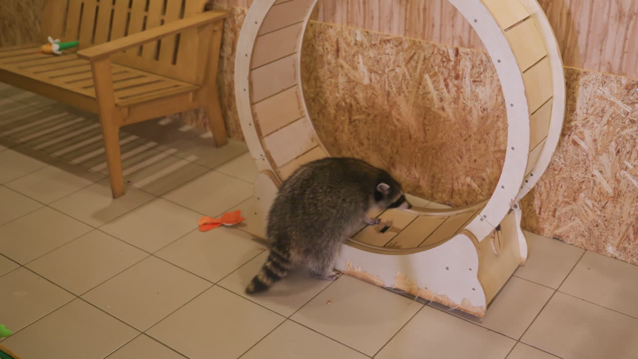 Un procione esplora una ruota di legno al chiuso, un animale domestico curioso si arrampica in un gioco circolare per lo sviluppo vicino a una panca e un pavimento piastrellato. Un primo piano mostra la faccia con la mascherina, la coda a strisce e le zampe che testano la rotazione, movimento giocoso.