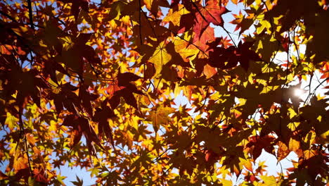 hojas de arce de otoño