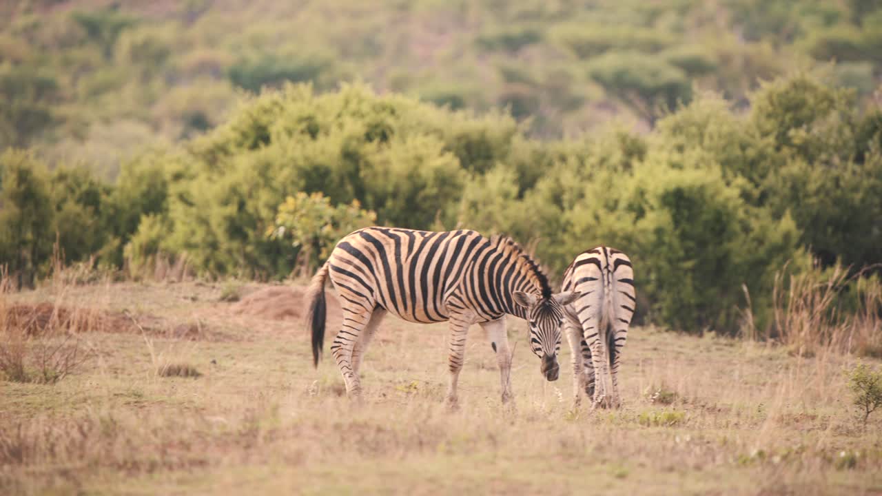 Two plains zebras grazing in african savannah grassland, one looks up