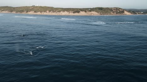 Toma-Aérea-Sobre-Una-Manada-De-Ballenas-Jorobadas-Migrando-Desde-Mozambique