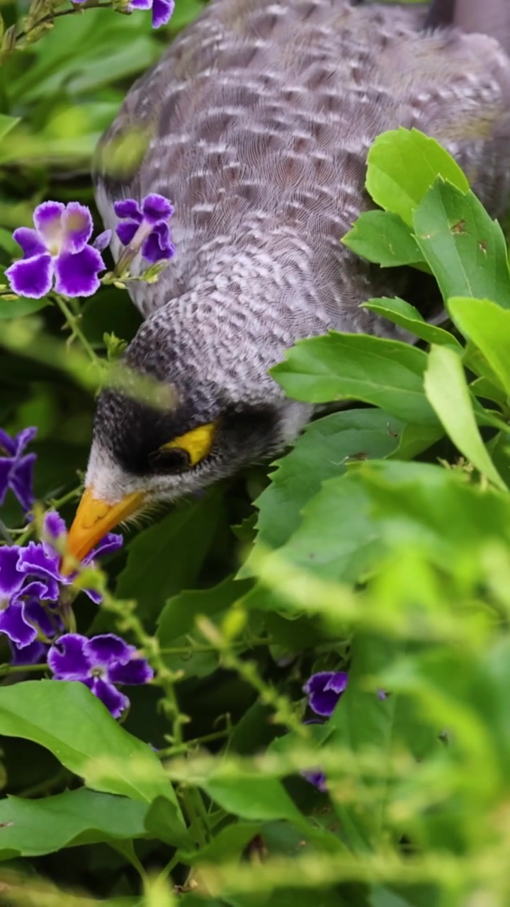 Un uccello con piume grigie e macchie gialle cerca cibo tra vivaci fiori viola