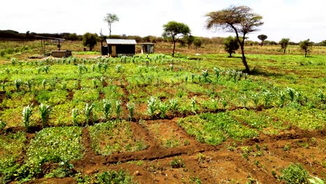 rural agricultural farms in kenya