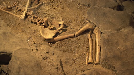 real human bones and skull archeology discovery in cave , panning shot