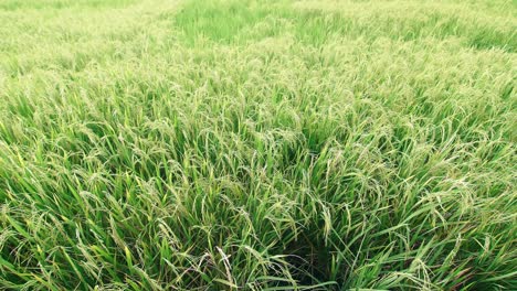 Große-Reisplantage