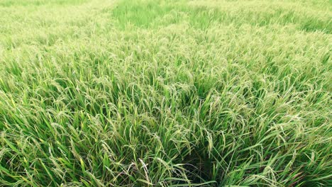 gran plantación de arroz