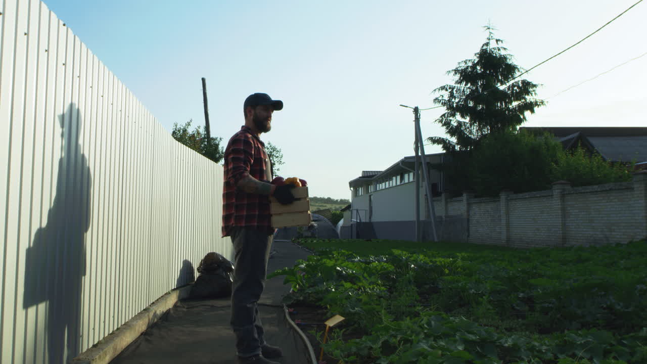 Glad Gardener Examining Plants Near Fence Zoom out View of Positive Adult Man with Wooden Box of Peppers Smiling and Looking at Green Plants while Standing Near Fence on Farm