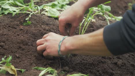 Transplanting-turnip-into-soil-organic-farming