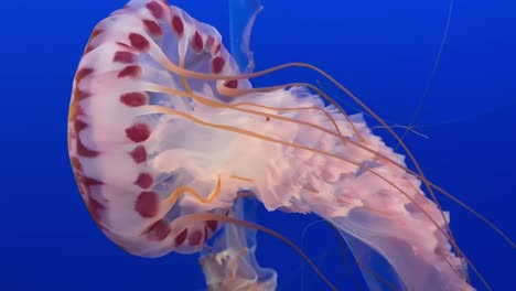 beautiful jellyfish  with striking features