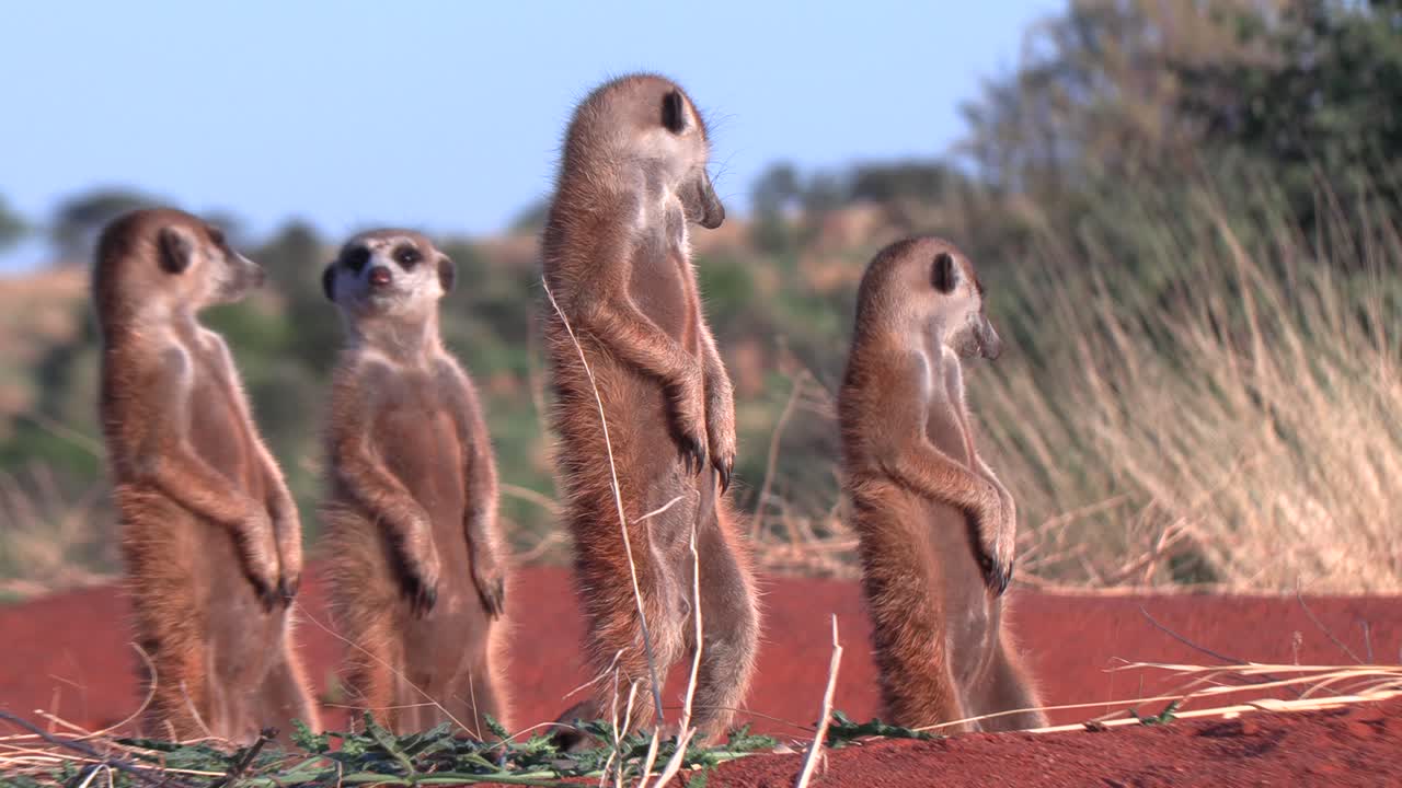 una familia cercana de suricatas de pie alerta, tomando el sol de la mañana, sur del desierto de kalahari, áfrica