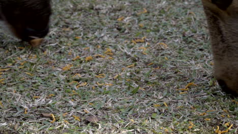 Female-Japanese-Sika-deer-or-doe-grazing-in-Nara-park,-close-up