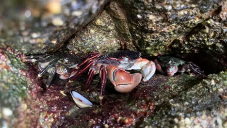 Crabs-hiding-under-rocks-scavenging-for-food
