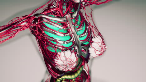 animation-of-human-internal-organs