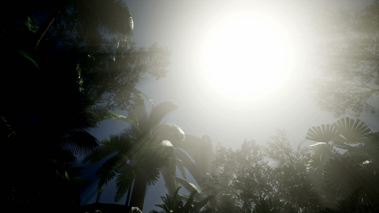 los rayos del atardecer a través de las palmeras