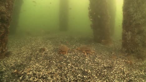 los cangrejos se escabullen más allá de un banco de peces debajo de un muelle