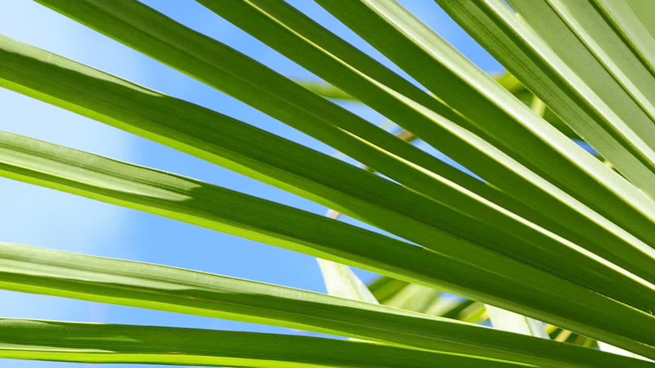 Palm leaves