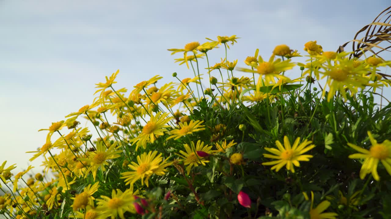 Fiori di margherita gialla iniziano a muoversi con il vento crescente