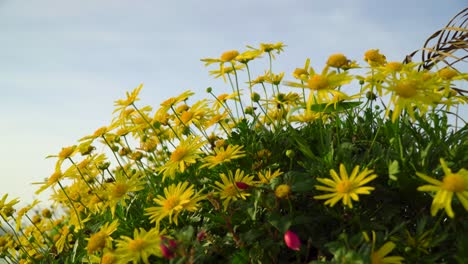 Las-Flores-Amarillas-De-La-Margarita-Comienzan-A-Moverse-Con-El-Viento-Ascendente