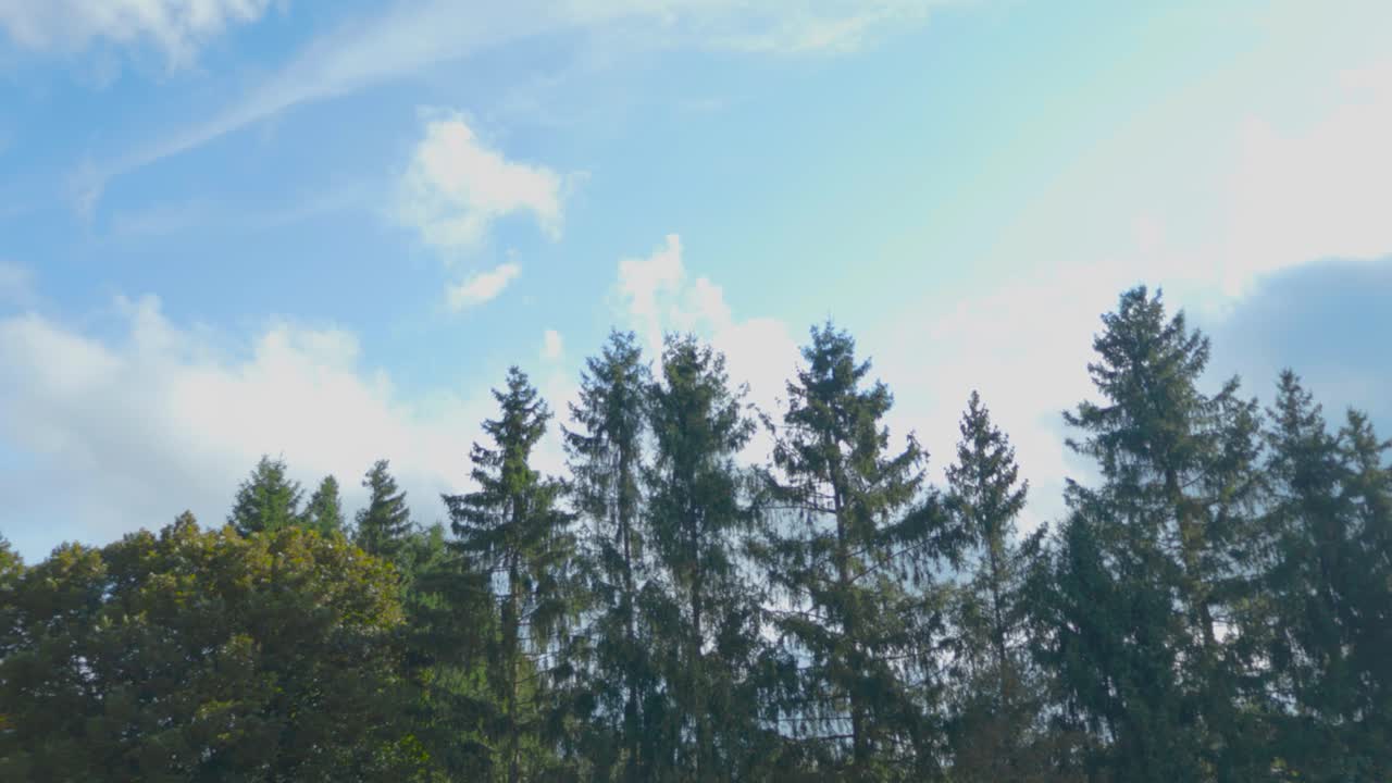 여름이나 가을의 낮 동안 전면에 소나무와 소나무가 있는 타임스 또는 타임 스 모드에서 영화적으로 움직이는 구름