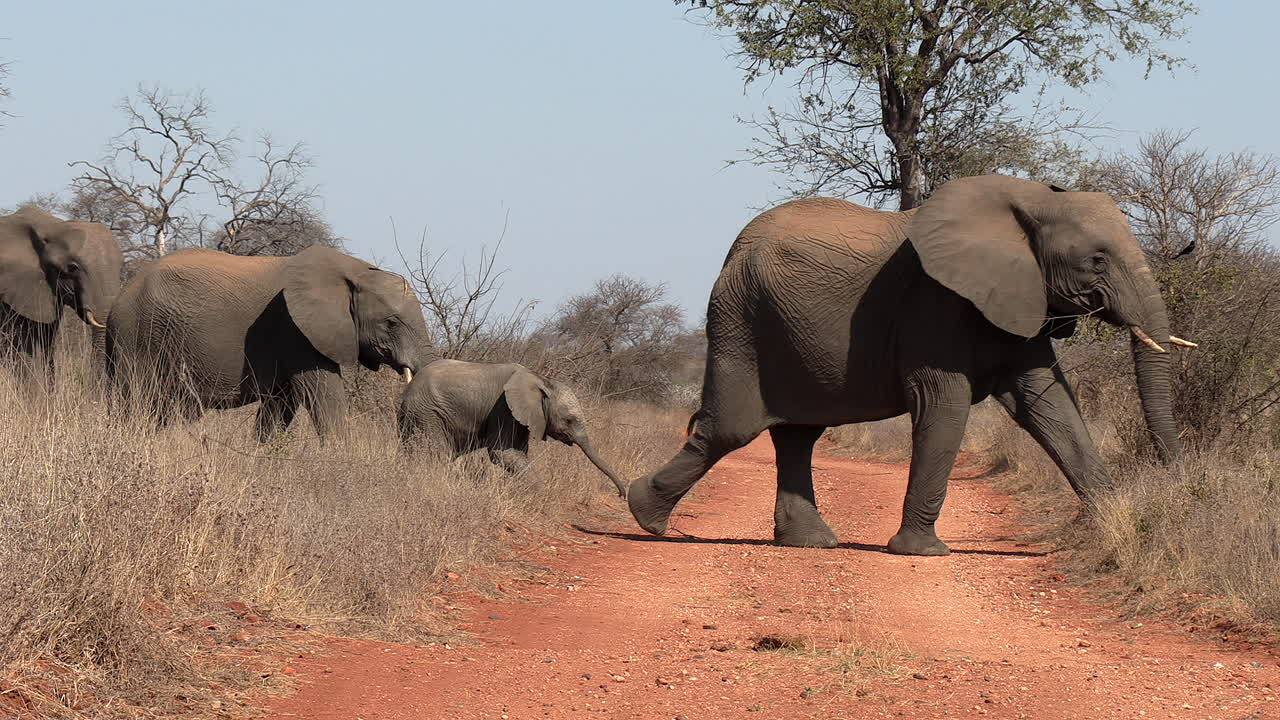 아프리카의 비포장 도로를 건너는 코끼리, 어른과 송아지 한 줄로 한 줄로 늘어선 다음 일부 코끼리가 멈추고 길 반대편에서 기다립니다.