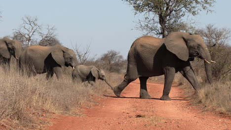elefantes cruzando un camino de tierra en áfrica, fila única en una fila con adultos y un ternero, luego algunos elefantes se detienen y esperan al otro lado del camino