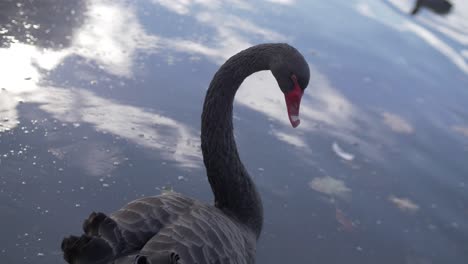 un cisne negro nadando en el agua