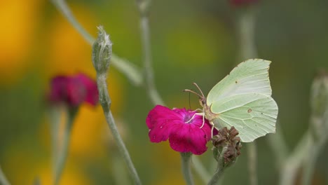 green butterfly eating collecting nectar from pink flowers