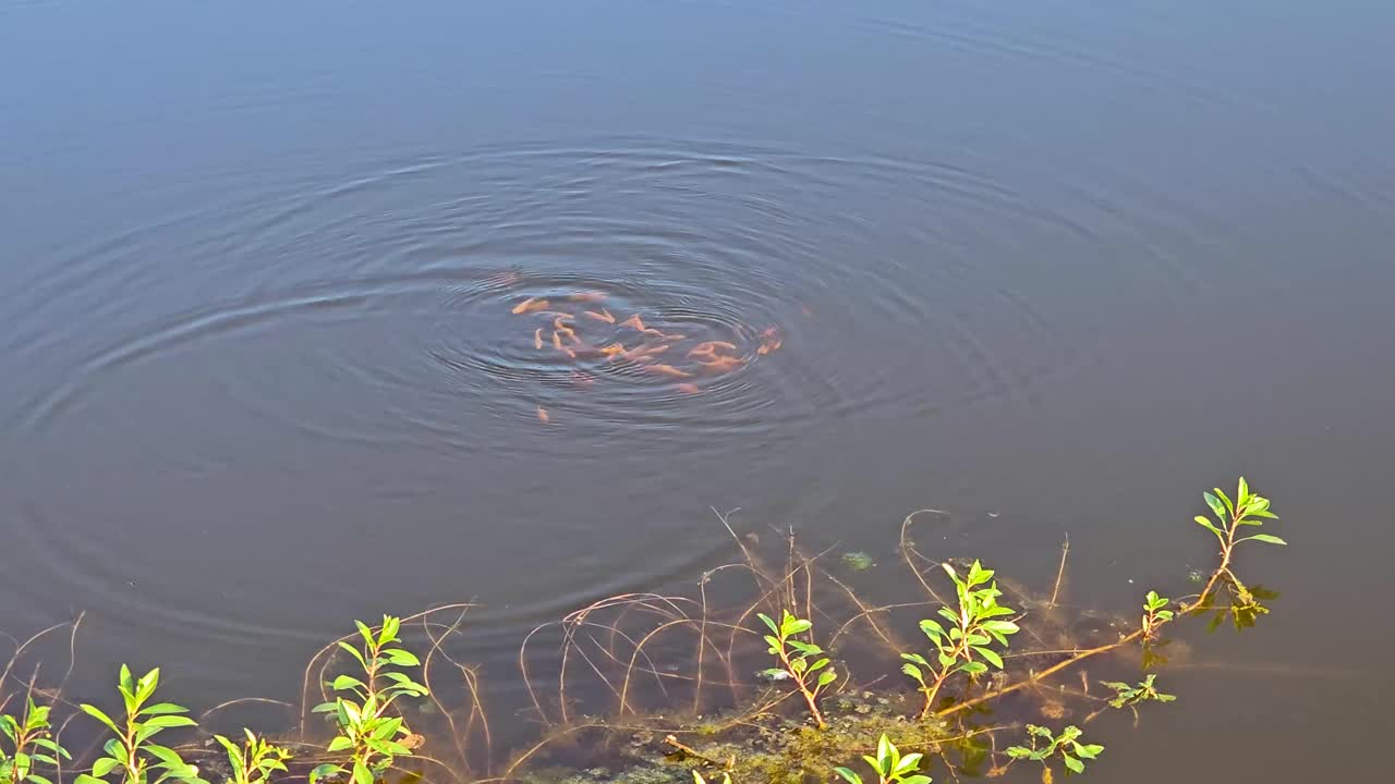 This is a video of a small school of goldfish in a pond