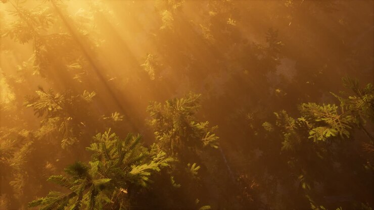 aerial sunrays in forest with fog